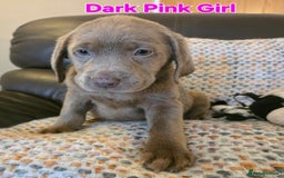 Labrador Retriever dogs for sale: Gorgeous KC Silver Labrador Puppies. - Image 3