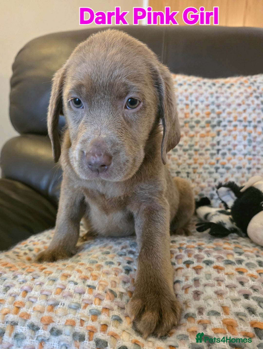 Labrador Retriever dogs for sale: Gorgeous KC Silver Labrador Puppies. - Image 3