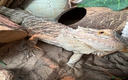 Bearded Dragon reptiles for sale: Bearded dragon  - Image 7