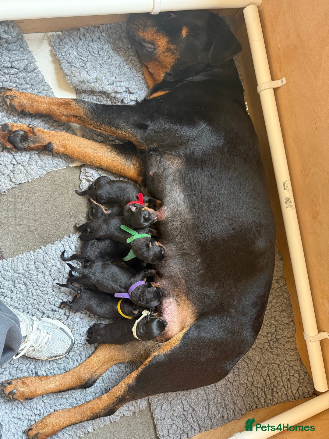Rottweiler dogs for sale: Chunky Rottweiler puppies - Advert 4