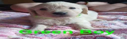 Golden Retriever dogs for sale: Beautiful Home Raised Golden Retriever Puppies - Advert 15