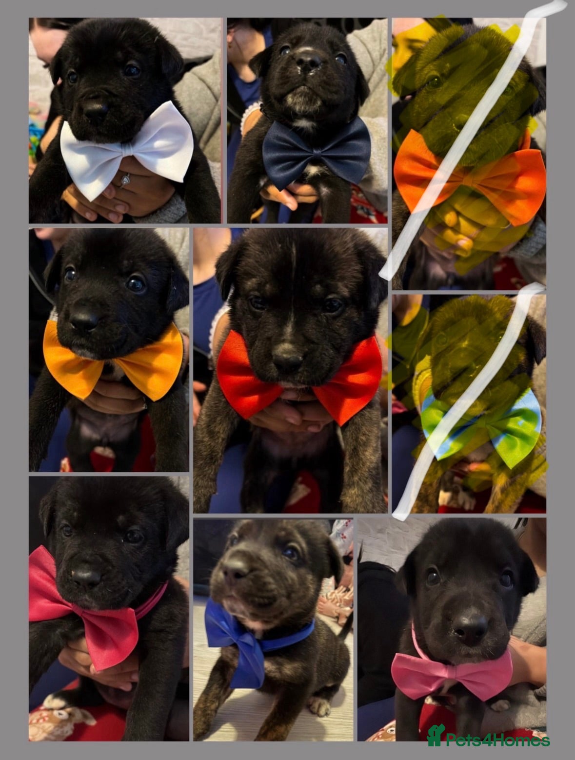 Mixed Breed dogs Cane corso x Akita  - Advert 1