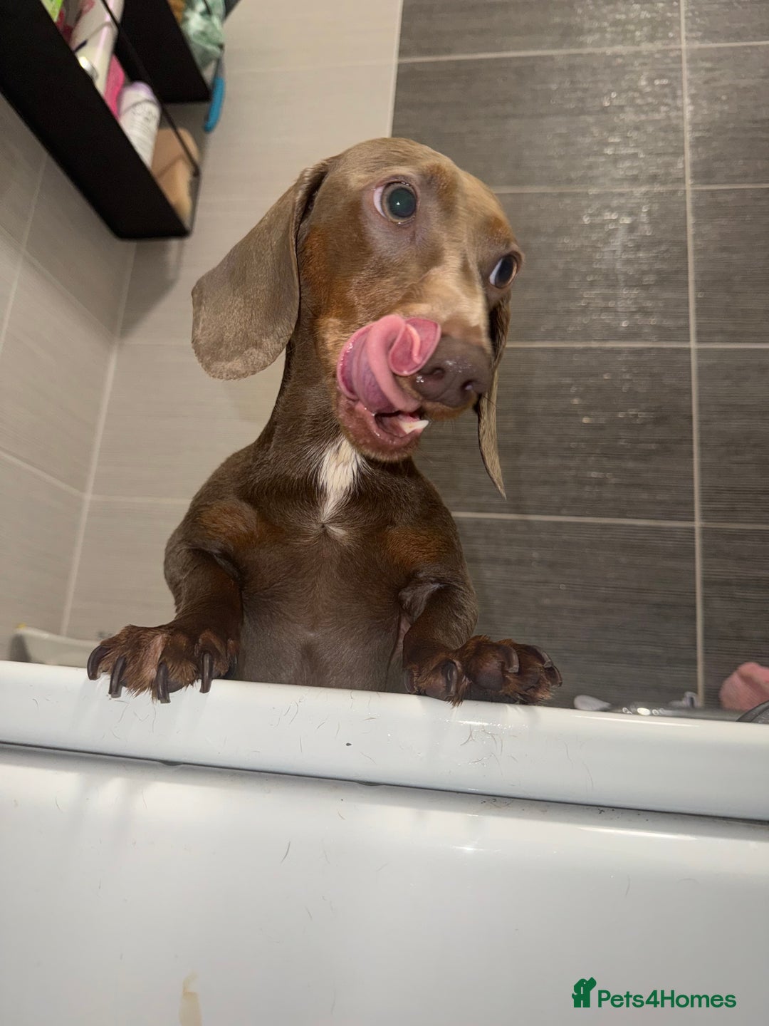 Miniature Dachshund dogs for stud: Ronnie  - Advert 6