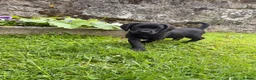 Cockerdor dogs for sale: 3 Cockerdor puppies looking for their forever home - Advert 3