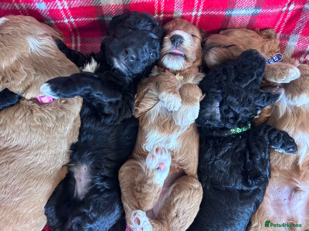 Mixed Breed dogs for sale: Labradoodle Puppies – Fox Red Parti & Black Tuxedo - Advert 11