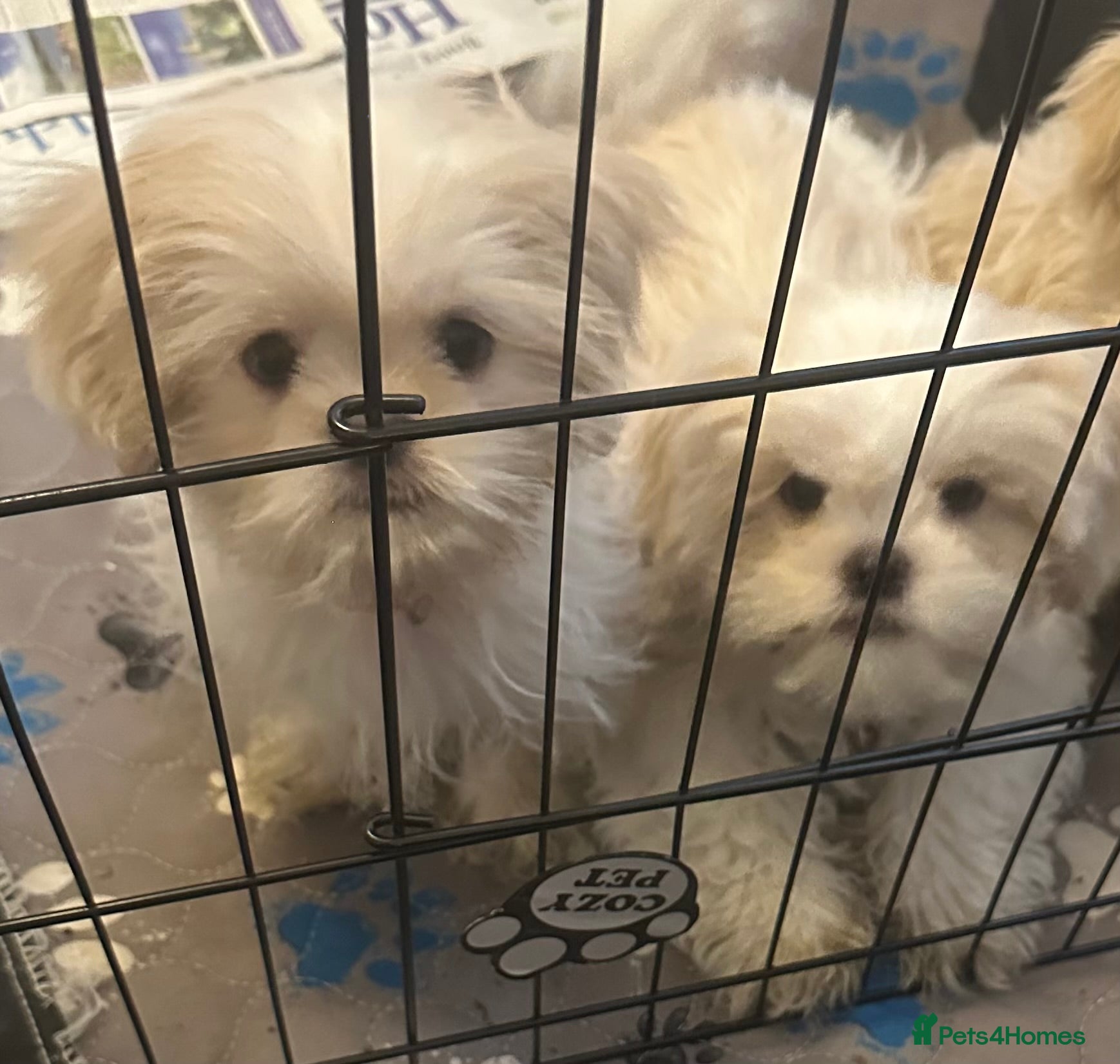 Shih Tzu dogs White Lavender Shih Tzu Puppies - Advert 6