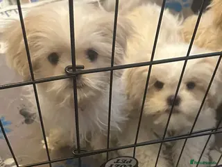 Shih Tzu dogs White Lavender Shih Tzu Puppies - Advert 6