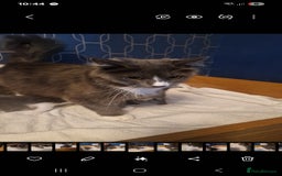 Russian Blue cats for sale: Female Russian blue - Image 5