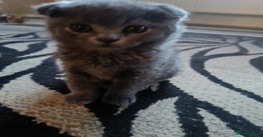 Scottish Fold cats - Advert 1