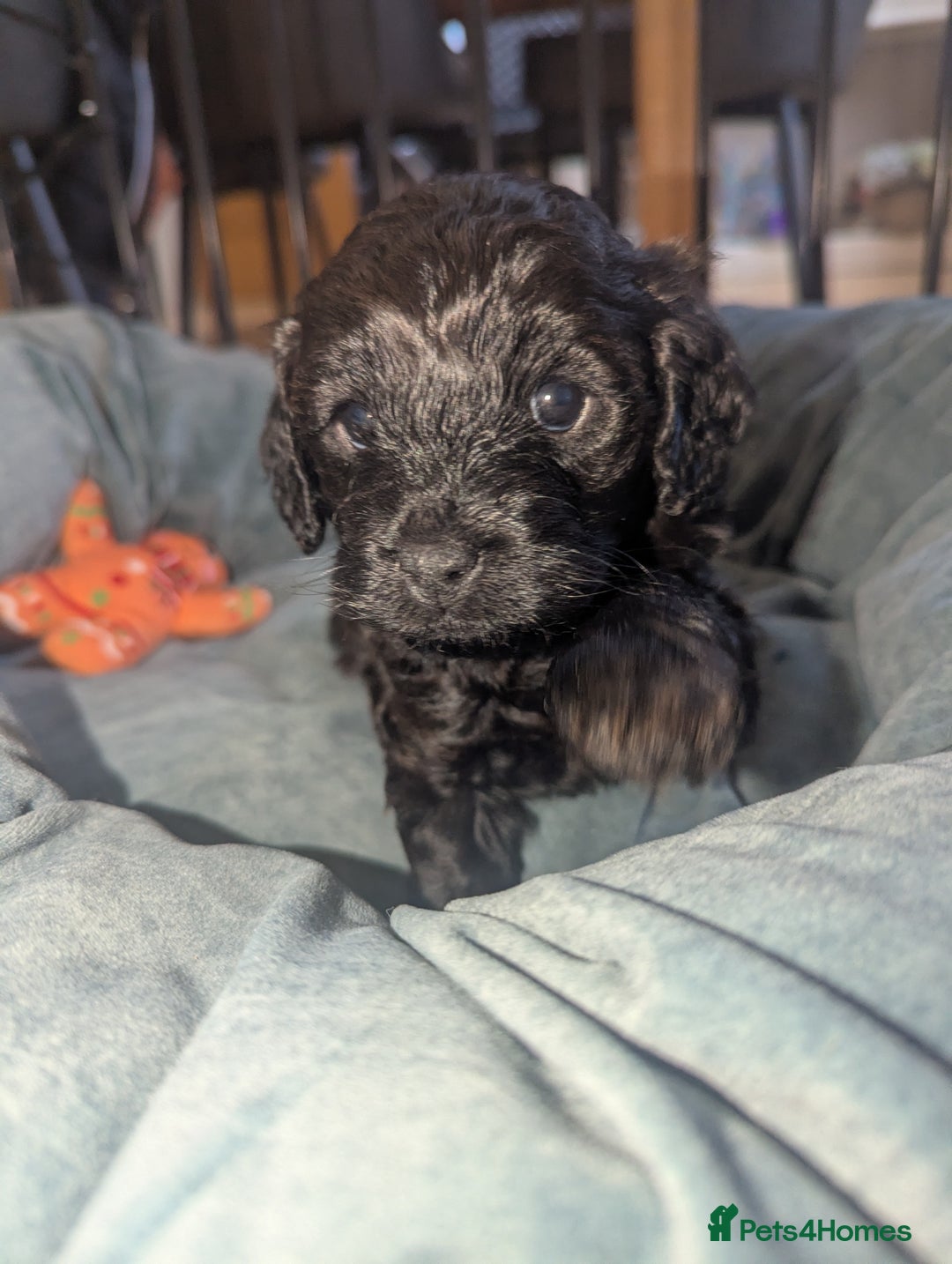 Cavapoo dogs for sale: Cavapoo  - Advert 5