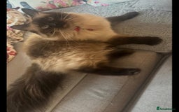 Ragdoll cats for sale: Ragdoll Seal Point - Image 1