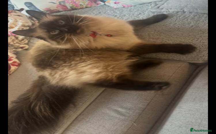 Ragdoll cats - Advert 2