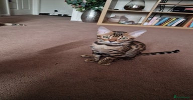 Bengal cats - Advert 3