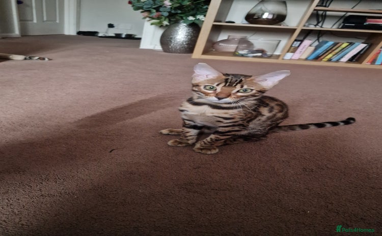 Bengal cats - Advert 12