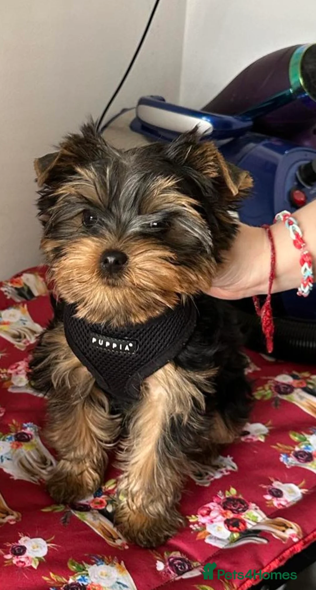 Yorkshire Terrier dogs for stud: PROVEN KC reg 2.5kg experienced STUD boy in Newton-le-Willows - Advert 27