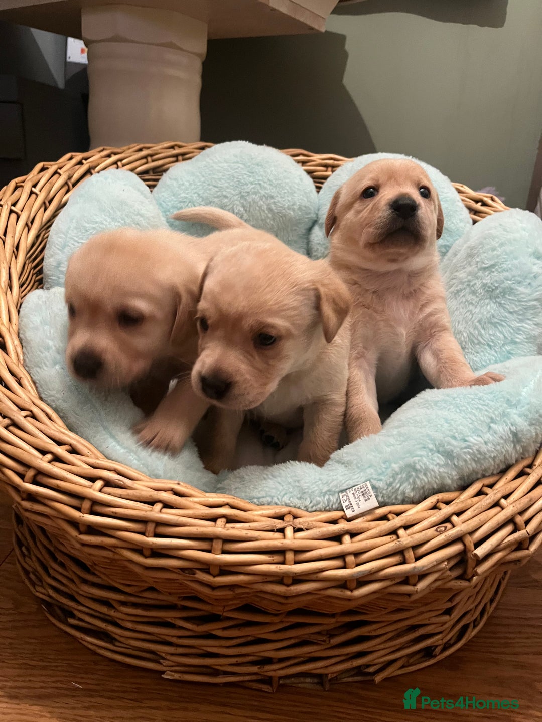 Labrador Retriever dogs for sale: Labrador Puppies - Advert 1