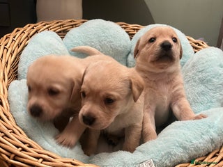 Labrador Retriever dogs Labrador Puppies - Advert 15