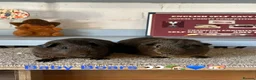 Guinea Pig rodents for sale: Lots of Guinea Pig Ready to pick and Choose From - Advert 3
