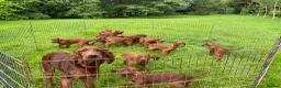 Irish Setter dogs for sale: Kennel Club Irish Setter Puppies  - Advert 3