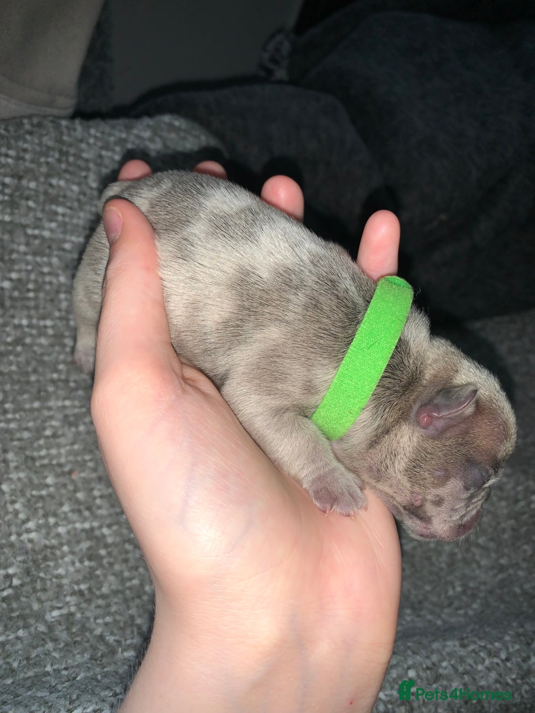 French Bulldog dogs for sale: French bulldog puppies for sale!!  - Image 10