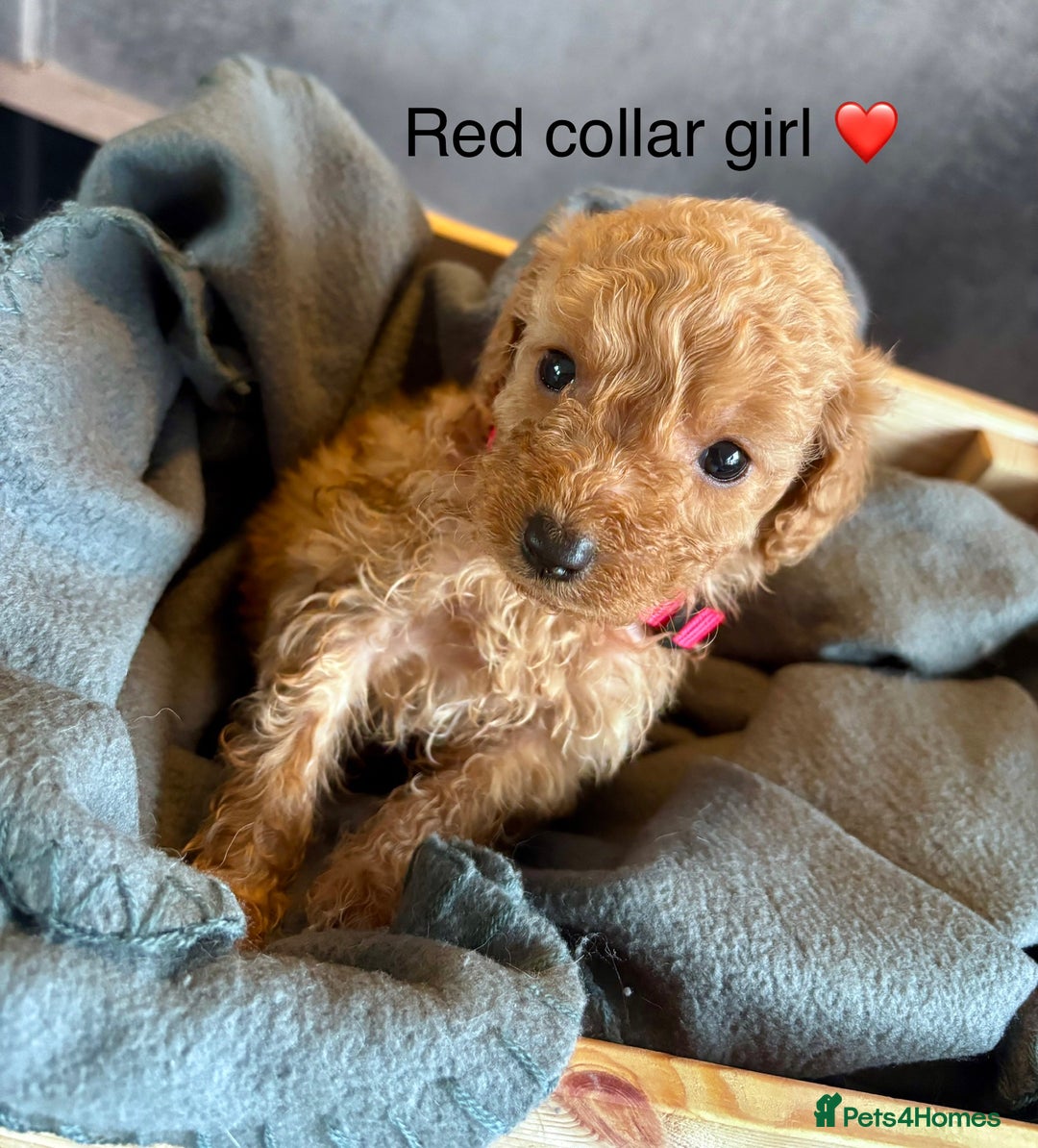 Cockapoo dogs for sale: ✨ READY SOON-Adorable F1B Cockapoo Puppies✨ - Image 18