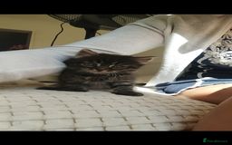 Mixed Breed cats for sale: 3 lovely Boys Ready to Leave , 1 black available  - Image 1