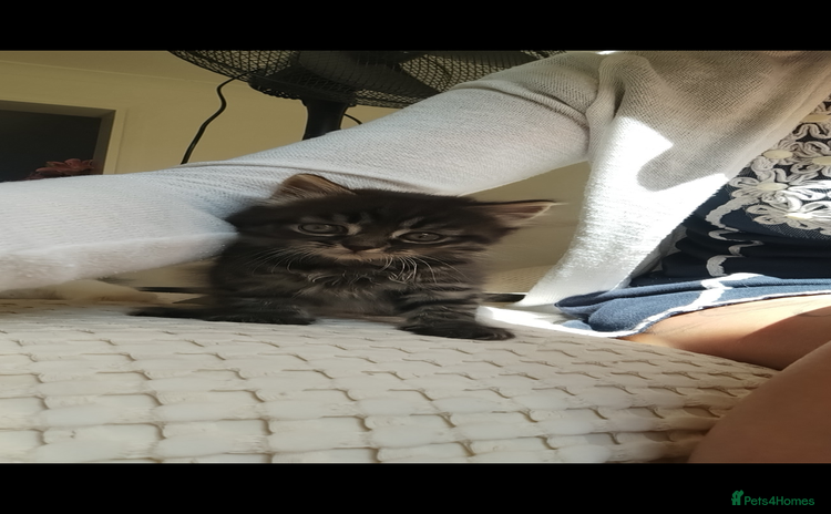 Mixed Breed cats - Advert 3