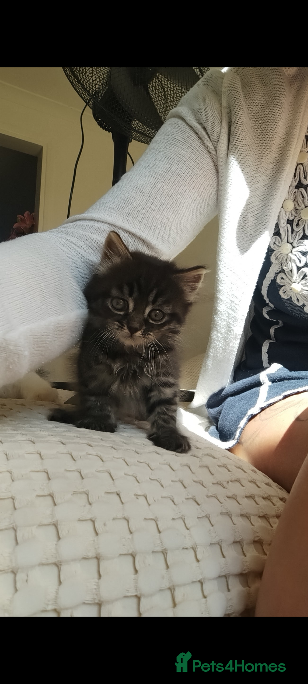 Mixed Breed cats for sale: 3 lovely Boys Ready to Leave , 1 black available  - Image 1