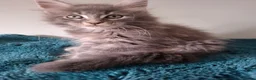 Maine Coon cats for sale: Tica registered Maine coon kittens - Advert 14