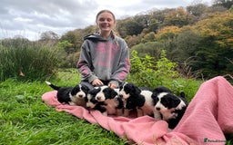 Bordoodle dogs for sale: Adorable Bordoodle (collie-poo) pups for sale  - Image 22