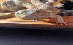 Bearded Dragon reptiles for sale: Male Bearded dragon  - Image 3