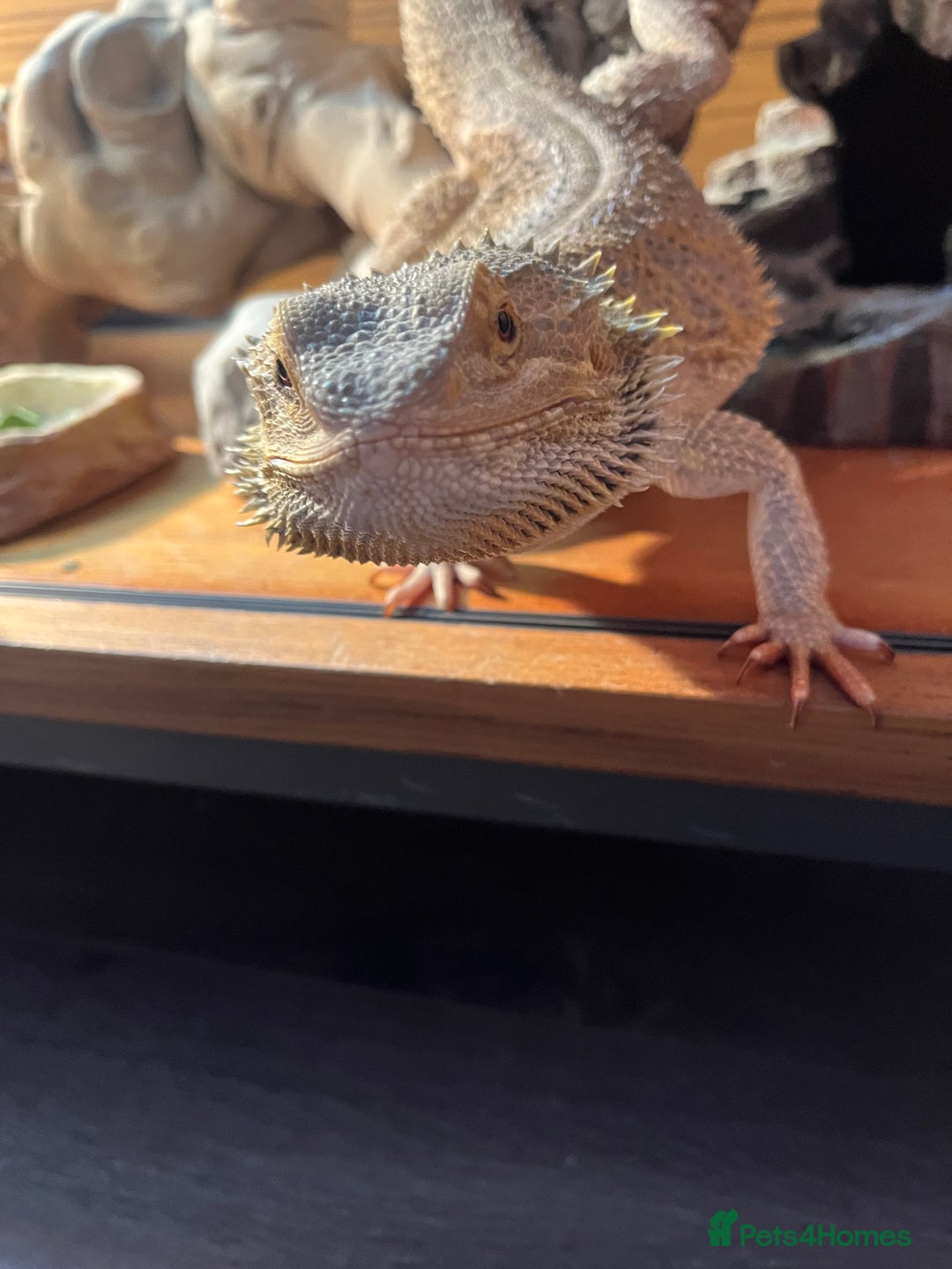 Bearded Dragon reptiles for sale: Male Bearded dragon  - Image 3