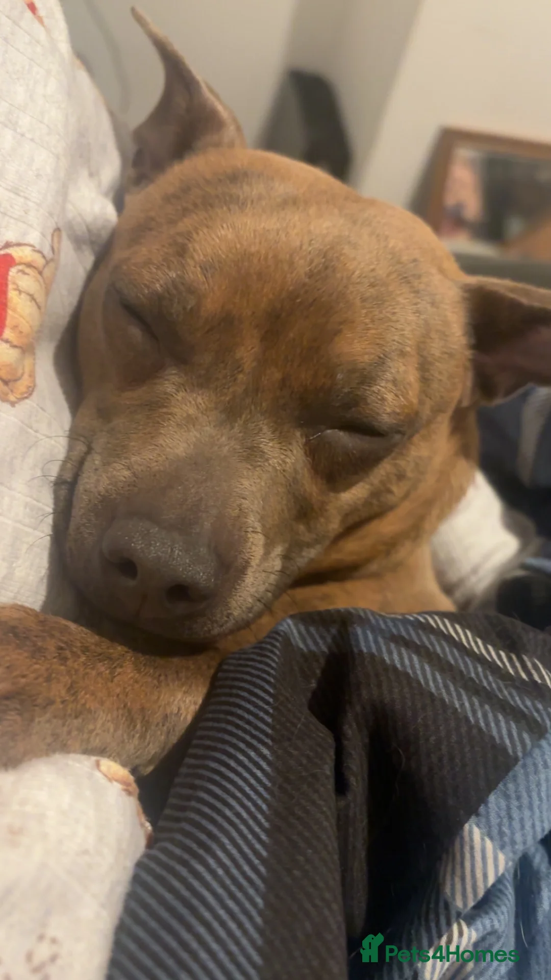 Mixed Breed dogs for sale: Staffy cross Chihuahua. 1 year old female  - Advert 4