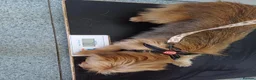Mixed Breed dogs for adoption: 🐾💛 ARISA – The Little Dog Nobody Stopped For💛🐾 - Advert 13