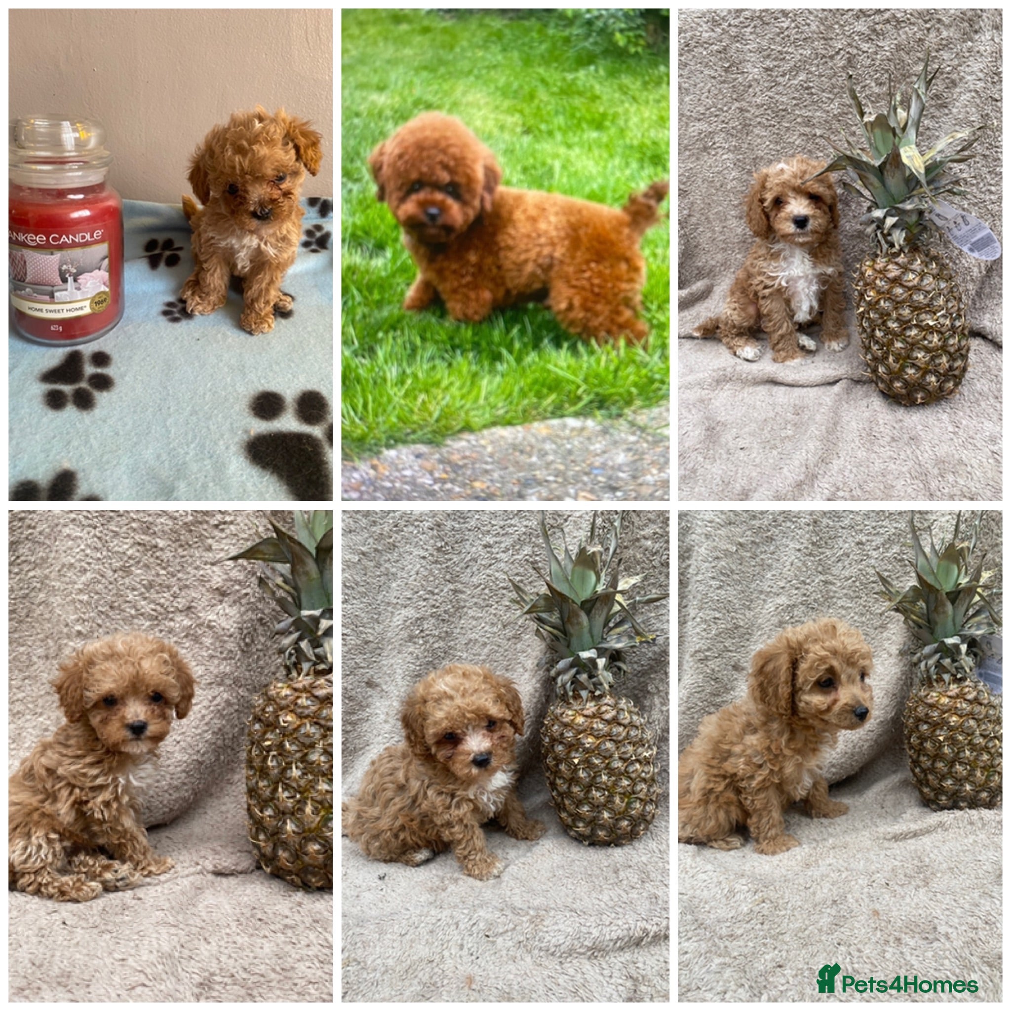 Maltipoo dogs RARE Tiny F1B Asian maltipoo puppies - Advert 17