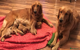 Golden Retriever dogs for sale: Golden Retriever Puppies - Image 2