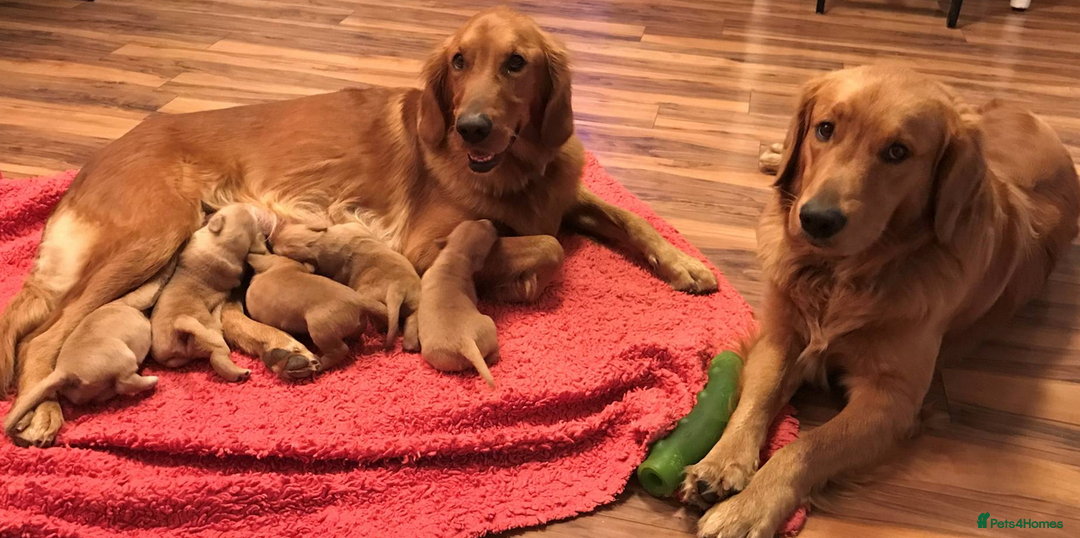 Golden Retriever dogs for sale: Golden Retriever Puppies - Image 2