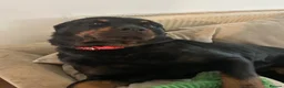 Rottweiler dogs for sale: 4 Year Old Rottweiler Looking for Her Forever Home in Birmingham - Advert 2