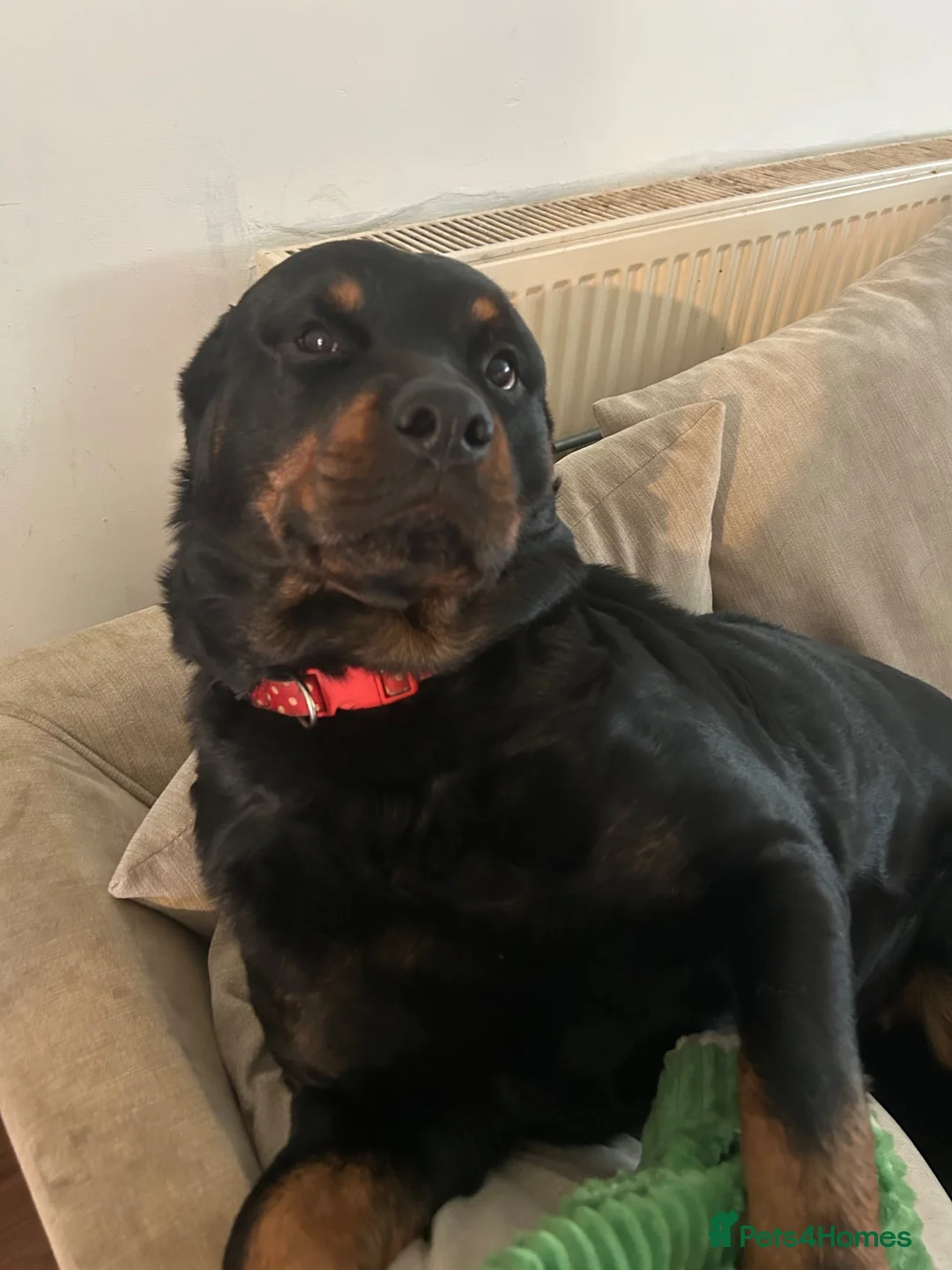 Rottweiler dogs for sale: 4 Year Old Rottweiler Looking for Her Forever Home in Birmingham - Advert 2