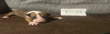 English Bull Terrier 2