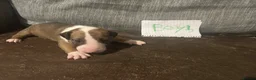 English Bull Terrier dogs for sale: English bullterrier puppies  - Advert 8