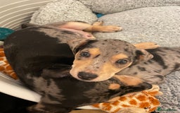 Mixed Breed dogs for sale: Mixed breed puppies READY TO GO! - Image 15