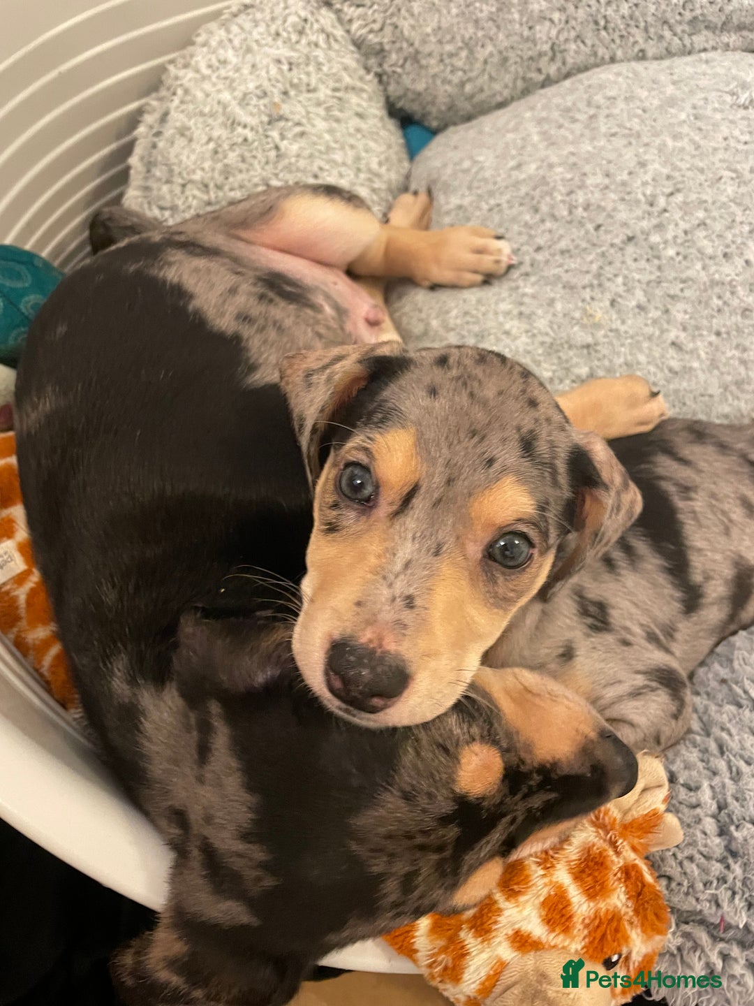 Mixed Breed dogs for sale: Mixed breed puppies READY TO GO! - Image 15