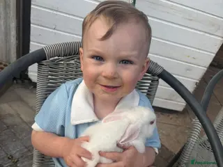 Rex rabbits Beautiful albino Rex - Advert 6