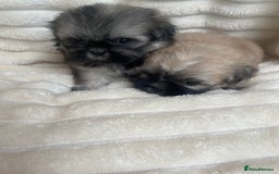 Shih Tzu dogs for sale: KC Shihtzu pups  - Image 7