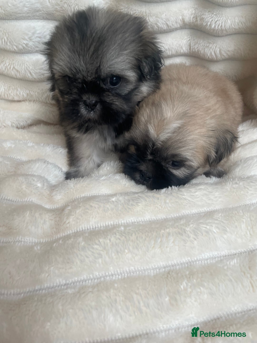 Shih Tzu dogs for sale: KC Shihtzu pups  - Image 7
