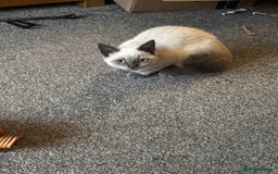 British Shorthair cats for sale: Gorgeous BSH cross kittens  - Image 2