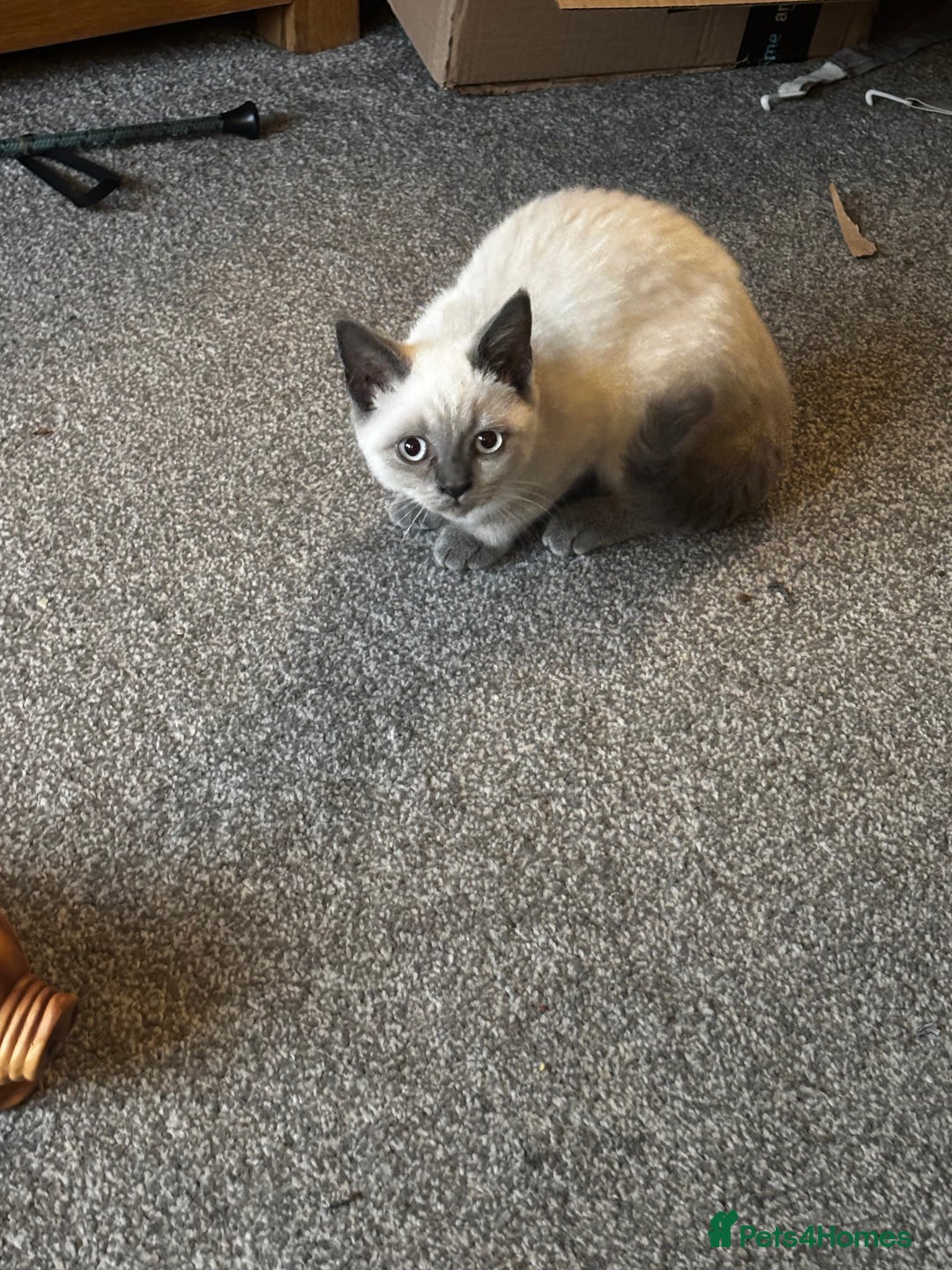 British Shorthair cats for sale: Gorgeous BSH cross kittens  - Image 2