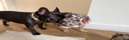 French Bulldog dogs for sale: KC/DWKC Registered French Bulldog Puppies - Advert 2