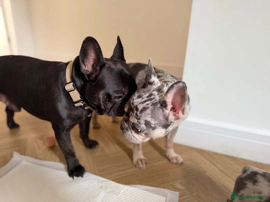 French Bulldog dogs for sale: KC/DWKC Registered French Bulldog Puppies - Advert 2